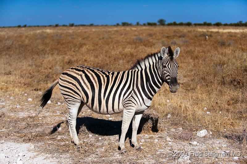 20090610_150850 D3 (1) X1.jpg - The Zebras up to this point were all seen in Etosha National Park, Namibia, or nearby Little Ongava Game Reserve